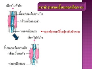 • หลอดเลือดเวนมีลิ้นอยู่ภายในเป็นระยะ
การทางานของลิ้นหลอดเลือดเวน
 