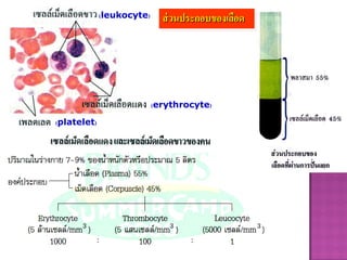 ส่วนประกอบของเลือด(leukocyte)
(platelet)
(erythrocyte)
 