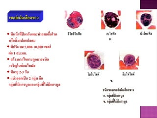 เซลล์เม็ดเลือดขาว
• มีหน้าที่ป้ องกันและทาลายเชื้อโรค
หรือสิ่งแปลกปลอม
• มีปริมาณ 5,000-10,000 เซลล์
ต่อ 1 ลบ.มม.
• สร้างจากไขกระดูกบางชนิด
เจริญในต่อมไทมัส
• มีอายุ 2-3 วัน
• แบ่งออกเป็น 2 กลุ่ม คือ
กลุ่มที่มีแกรนูลและกลุ่มที่ไม่มีแกรนูล
 