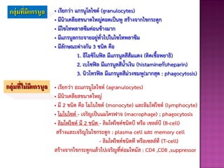 กลุ่มที่มีแกรนูล • เรียกว่า แกรนูโลไซต์ (granulocytes)
• มีนิวเคลียสขนาดใหญ่คอดเป็นพู สร้างจากไขกระดูก
• มีไซโทพลาสซึมค่อนข้างมาก
• มีแกรนูลกระจายอยู่ทั่วไปในไซโทพลาซึม
• มีลักษณะต่างกัน 3 ชนิด คือ
1. อีโอซิโนฟิล มีแกรนูลสีส้มแดง (ติดเชือพยาธิ)
2. เบโซฟิล มีแกรนูลสีนาเงิน (histamineกับheparin)
3. นิวโทรฟิล มีแกรนูลสีม่วงชมพู(มากสุด : phagocytosis)
กลุ่มที่ไม่มีแกรนูล • เรียกว่า อะแกรนูโลไซต์ (agranulocytes)
• มีนิวเคลียสขนาดใหญ่
• มี 2 ชนิด คือ โมโนไซต์ (monocyte) และลิมโฟไซต์ (lymphocyte)
• โมโนไซต์ - เจริญเป็นแมโครฟาจ (macrophage) ; phagocytosis
• ลิมโฟไซต์ มี 2 ชนิด - ลิมโฟไซต์ชนิดบี หรือ เซลล์บี (B-cell)
สร้างและเจริญในไขกระดูก : plasma cell และ memory cell
- ลิมโฟไซต์ชนิดที หรือเซลล์ที (T-cell)
สร้างจากไขกระดูกแล้วไปเจริญที่ต่อมไทมัส : CD4 ,CD8 ,suppressor
 