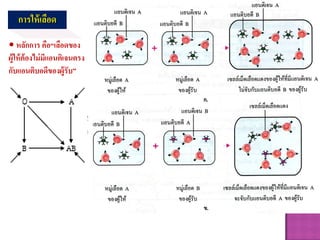 การให้เลือด
• หลักการ คือ“เลือดของ
ผู้ให้ต้องไม่มีแอนติเจนตรง
กับแอนติบอดีของผู้รับ”
 