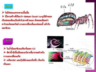 แมงมุม
 ไม่มีท่อลมแทรกตามเนือเยื่อ
 มีโครงสร้างที่เรียกว่า ปอดแผง (book lung)มีลักษณะ
เป็นท่อลมซ้อนเป็นพับไปมาคล้ายแผง มีหลอดเลือดนา
คาร์บอนไดออกไซด์ มาแลกเปลี่ยนที่แผงท่อลมนี แล้วรับ
ออกซิเจน
 ในนามีออกซิเจนเพียงร้อยละ 0.5
 สัตว์นามีเนือเยื่อของอวัยวะที่มากพอสาหรับ
การแลกเปลี่ยนแก๊ส
 เหงือกปลา และกุ้งมีลักษณะเป็นซี่ๆ เรียงกัน
เป็นแผง
สัตว์น้า
 