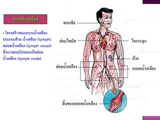 ระบบน้าเหลือง
• โครงสร้างของระบบนาเหลือง
ประกอบด้วย นาเหลือง (lymph)
หลอดนาเหลือง (lymph vessel)
ซึ่งบางตอนโป่งออกเป็นต่อม
นาเหลือง (lymph node)
 