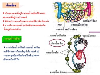 น้าเหลือง
• เป็นของเหลวที่อยู่ในหลอดน้าเหลืองได้มาจาก
ของเหลวที่อยู่ระหว่างเซลล์
• มีส่วนประกอบกล้ายพลาสมาแต่มีโปรตีนน้อยกว่า
• ส่วนประกอบของน้าเหลืองมีความแตกต่างกัน
ขึ้นอยู่กับแหล่งที่มา
หลอดน้าเหลือง
• การลาเลียงน้าเหลืองในหลอดน้าเหลือง
จะมีทิศทางการไหลเข้าสู่หัวใจ และเข้าสู่
ระบบหมุนเวียนเลือดโดยเปิดเข้าสู่หลอด
เลือดเวนใกล้หัวใจ
 