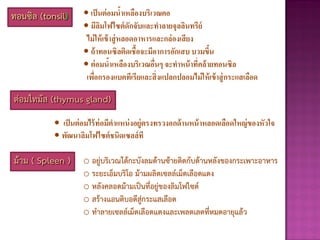 ทอนซิล (tonsil) • เป็นต่อมน้าเหลืองบริเวณคอ
• มีลิมโฟไซต์ดักจับและทาลายจุลลินทรีย์
ไม่ให้เข้าสู่หลอดอาหารและกล่องเสียง
• ถ้าทอนซิลติดเชื้อจะมีอาการอักเสบ บวมขึ้น
• ต่อมน้าเหลืองบริเวณอื่นๆ จะทาหน้าที่คล้ายทอนซิล
เพื่อกรองแบคทีเรียและสิ่งแปลกปลอมไม่ให้เข้าสู่กระแสเลือด
ต่อมไทมัส (thymus gland)
• เป็นต่อมไร้ท่อมีตาแหน่งอยู่ตรงทรวงอกด้านหน้าหลอดเลือดใหญ่ของหัวใจ
• พัฒนาลิมโฟไซต์ชนิดเซลล์ที
ม้าม ( Spleen ) o อยู่บริเวณใต้กะบังลมด้านซ้ายติดกับด้านหลังของกระเพาะอาหาร
o ระยะเอ็มบริโอ ม้ามผลิตเซลล์เม็ดเลือดแดง
o หลังคลอดม้ามเป็นที่อยู่ของลิมโฟไซต์
o สร้างแอนติบอดีสู่กระแสเลือด
o ทาลายเซลล์เม็ดเลือดแดงและเพลตเลตที่หมดอายุแล้ว
 