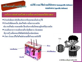 กลไกการสร้างภูมิคุ้มกัน แบ่งได้ 2 แบบ ได้แก่ แบบไม่จำเพำะ (nonspecific defense)
แบบจำเพำะ (specific defense)
กลไกการต่อต้านหรือทาลายสิ่งแวดล้อมแบบไม่จาเพาะ
• ผิวหนังมีเคอราตินป้ องกันการเข้าออกของสิ่งต่างๆ ได้
• ผิวหนังมีต่อมเหงื่อ ,ต่อมไขมัน หลั่งสารบางชนิด
เช่น กรดไขมัน กรดแลกติก ป้ องกันการเติบโตของจุลินทรีย์บางชนิด
• ทางเดินอาหาร ทางเดินหายใจ ท่อปัสสาวะ ช่องคลอด
มีการสร้างเมือกและมีซิเลียดักจับสิ่งแปลกปลอม
• น้าตา น้าลาย มีไลโซไซม์ทาลายเชื้อโรคบางชนิดได้
 