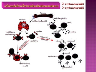 กลไกการต่อต้านหรือทาลายสิ่งแปลกปลอมแบบจาเพาะ
 การทางานของเซลล์บี
 การทางานของเซลล์ที
 