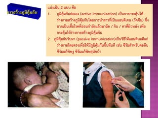 การสร้างภูมิคุ้มกัน
แบ่งเป็น 2 แบบ คือ
1. ภูมิคุ้มกันก่อเอง (active immunization) เป็นการกระตุ้นให้
ร่างกายสร้างภูมิคุ้มกันโดยการนาสารที่เป็นแอนติเจน (วัคซีน) ซึ่ง
อาจเป็นเชือโรคที่อ่อนกาลังแล้วมาฉีด / กิน / ทาที่ผิวหนัง เพื่อ
กระตุ้นให้ร่างกายสร้างภูมิคุ้มกัน
2. ภูมิคุ้มกันรับมา (passive immunization)เป็นวิธีให้แอนติบอดีแก่
ร่างกายโดยตรงเพื่อให้มีภูมิคุ้มกันขึนทันที เช่น ซีรัมสาหรับคอตีบ
ซีรัมแก้พิษงู ซีรัมแก้พิษสุนัขบ้า
 