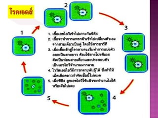 โรคเอดส์
 