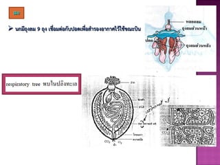 นก
 นกมีถุงลม 9 ถุง เชื่อมต่อกับปอดเพื่อสารองอากาศไว้ใช้ขณะบิน
 