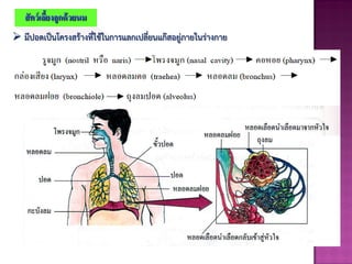 สัตว์เลื้ยงลูกด้วยนม
 มีปอดเป็นโครงสร้างที่ใช้ในการแลกเปลี่ยนแก๊สอยู่ภายในร่างกาย
 