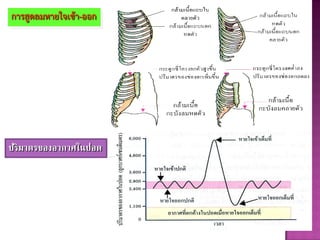 การสูดลมหายใจเข้า-ออก
ปริมาตรของอากาศในปอด
 