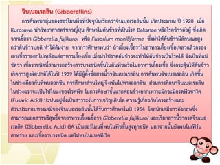 จิบเบอเรลลิน (Gibberellins)
การค้นพบกลุ่มของฮอร์โมนพืชที่ปัจจุบันเรียกว่าจิบเบอเรลลินนั้น เกิดประมาณ ปี 1920 เมื่อ
Kurosawa นักวิทยาศาสตร์ชาวญี่ปุ่น ศึกษาในต้นข้าวที่เป็นโรค Bakanae หรือโรคข้าวตัวผู้ ซึ่งเกิด
จากเชื้อรา Gibberella fujikuroi หรือ Fusarium moniliforme ซึ่งทาให้ต้นข้าวมีลักษณะสูง
กว่าต้นข้าวปกติ ทาให้ล้มง่าย จากการศึกษาพบว่า ถ้าเลี้ยงเชื้อราในอาหารเลี้ยงเชื้อเหลวแล้วกรอง
เอาเชื้อราออกไปเหลือแต่อาหารเลี้ยงเชื้อ เมื่อนาไปราดต้นข้าวจะทาให้ต้นข้าวเป็นโรคได้ จึงเป็นที่แน่
ชัดว่า เชื้อราชนิดนี้สามารถสร้างสารบางชนิดขึ้นในต้นพืชหรือในอาหารเลี้ยงเชื้อ ซึ่งกระตุ้นให้ต้นข้าว
เกิดการสูงผิดปกติได้ในปี 1939 ได้มีผู้ตั้งชื่อสารนี้ว่าจิบเบอเรลลิน การค้นพบจิบเบอเรลลิน เกิดขึ้น
ในช่วงเดียวกับที่พบออกซิน การศึกษาส่วนใหญ่จึงเน้นไปทางออกซิน ส่วนการศึกษาจิบเบอเรลลิน
ในช่วงแรกจะเป็นไปในแง่ของโรคพืช ในการศึกษาขั้นแรกค่อนข้างยากเพราะมักจะมีกรดฟิวซาริค
(Fusaric Acid) ปะปนอยู่ซึ่งเป็นสารระงับการเจริญเติบโต ความรู้เกี่ยวกับโครงสร้างและ
ส่วนประกอบทางเคมีของจิบเบอเรลลินนั้นได้รับการศึกษาในปี 1954 โดยนักเคมีชาวอังกฤษซึ่ง
สามารถแยกสารบริสุทธิ์จากอาหารเลี้ยงเชื้อรา Gibberella fujikuroi และเรียกสารนี้ว่ากรดจิบเบอ
เรลลิค (Gibberellic Acid) GA เป็นฮอร์โมนที่พบในพืชชั้นสูงทุกชนิด นอกจากนั้นยังพบในเฟิร์น
สาหร่าย และเชื้อราบางชนิด แต่ไม่พบในแบคทีเรีย
 