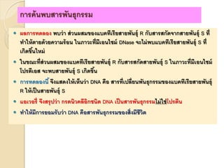 การค้นพบสารพันธุกรรม
 ผลการทดลอง พบว่า ส่วนผสมของแบคทีเรียสายพันธุ์ R กับสารสกัดจากสายพันธุ์ S ที่
ทาให้ตายด้วยความร้อน ในภาวะที่มีเอนไซม์ DNase จะไม่พบแบคทีเรียสายพันธุ์ S ที่
เกิดขึ้นใหม่
 ในขณะที่ส่วนผสมของแบคทีเรียสายพันธุ์ R กับสารสกัดสายพันธุ์ S ในภาวะที่มีเอนไซม์
โปรตีเอส จะพบสายพันธุ์ S เกิดขึ้น
 การทดลองนี้ จึงแสดงให้เห็นว่า DNA คือ สารที่เปลี่ยนพันธุกรรมของแบคทีเรียสายพันธุ์
R ให้เป็นสายพันธุ์ S
 แอเวอรี่ จึงสรุปว่า กรดนิวคลีอิกชนิด DNA เป็นสารพันธุกรรมไม่ใช่โปรตีน
 ทาให้มีการยอมรับว่า DNA คือสารพันธุกรรมของสิ่งมีชีวิต
 