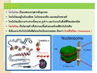โครโมโซม
 โครโมโซม เป็นแหล่งบรรจุสารพันธุกรรม
 โครโมโซมอยู่ในนิวเคลียส ,ไมโทคอนเดรีย และคลอโรพลาสต์
 โครโมโซมมีความจาเพาะทั้งขนาด รูปร่าง และจานวนในสิ่งมีชีวิตแต่ละชนิด
 โครโมโซม เป็นโครงสร้างที่ประกอบขึ้นด้วยกรดนิวคลีอิกกับโปรตีน
 ดีเอ็นเอจะจับกับโปรตีนฮีสโตนเกิดเป็นหน่วยย่อย เรียกว่า นิวคลีโอโซม ( Nulceosome )
 