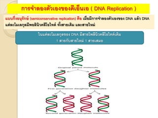 แบบกึ่งอนุรักษ์ (semiconservative replication) คือ เมื่อมีการจาลองตัวเองของ DNA แล้ว DNA
แต่ละโมเลกุลมีพอลินิวคลีโอไทด์ ทั้งสายเดิม และสายใหม่
ในแต่ละโมเลกุลของ DNA มีสายโพลีนิวคลีโอไทด์เดิม
1 สายกับสายใหม่ 1 สายเสมอ
การจาลองตัวเองของดีเอ็นเอ ( DNA Replication )
 
