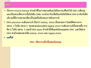 สรุป
 เริ่มจาก enzyme helicase ทาหน้าที่ในการสลายพันธะไฮโดรเจนเพื่อทาให้ DNA เกลียวคู่
แยกเป็นสายเดี่ยวจากนั้นโปรตีน SSBs จะเข้ามาจับเพื่อป้ องกันไม่ให้สาย DNA มาจับกันอีก
บริเวณที่มีการคลายเกลียวเป็นจุดเริ่มต้นของการสังเคราะห์
 DNA polymeras จะสังเคราะห์ เรียกว่า leading strand เป็นสายยาว โดยมีทิศทางจาก
ปลาย 3, ไปยัง ปลาย 5, ของสายแม่แบบส่วน lagging strand จะสังเคราะห์เป็นสายสั้น จาก
ทิศ 5, ไปยัง ปลาย 3, และมี DNA ligase ทาหน้าที่เชื่อมต่อโมเลกุลของ DNA และได้สาย
DNA สายใหม่สองสายคือ leading strand และ lagging strand
 ผลที่ได้
DNA เพิ่มจากหนึ่งเป็นสองโมเลกุล
 