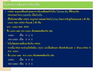  mRNA จะถูกเคลื่อนย้ายออกจากนิวเคลียสเข้าไปใน ไซโตพลาซึม ที่ซึ่งจะเกิด
กระบวนการทรานสเลชั่น เป็นโปรตีน
• ที่ไซโทพลาสซึม mRNA จะถูกทรานสเลส โดยไรโบโซม โดยการจับคู่กันของเบส 3 ตัว คือ
codon ของ mRNA กับเบส 3 ตัว คือ
anti - codon ของ tRNA
* ซึ่ง codon และ Anti codon ต้องสอดคล้องกัน เช่น
codon เป็น A U G
Anti codon เป็น U A C
• ไรโบโซมขนาดเล็กมาจับกับ mRNA
• จากนั้น tRNA จะนาเมไทโอนีน ( AUG ) มาเป็นตัวแรก เรียกลาดับเบส 3 ตัวบน tRNA ว่า
Anti codon
• ซึ่ง codon และ Anti codon ต้องสอดคล้องกัน เช่น
codon เป็น A U G
Anti codon เป็น U A C
ขั้นตอนการสังเคราะห์โปรตีน
 