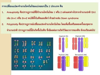 การเปลี่ยนแปลงจานวนโครโมโซมแบ่งออกเป็น 2 ประเภท คือ
1. Aneuploidy คือปรากฏการณ์ที่มีจานวนโครโมโซม 1 หรือ 2 แท่งแตกต่างไปจากจานวนปกติ (2n)
เช่น 2n+1 หรือ 2n+2 พบได้ทั้งในพืชและสัตว์ ตัวอย่างเช่น Down syndrome
2. Polyploidy คือปรากฏการณ์เปลี่ยนแปลงจานวนโครโมโซม โดยเพิ่มขึ้นหรือลดลงครั้งละชุดจาก
จานวนปกติ ปรากฏการณ์นี้มักเกิดขึ้นในพืช ซึ่งมีผลต่อการเกิดวิวัฒนาการของพืช ดังจะเรียนต่อไป
 