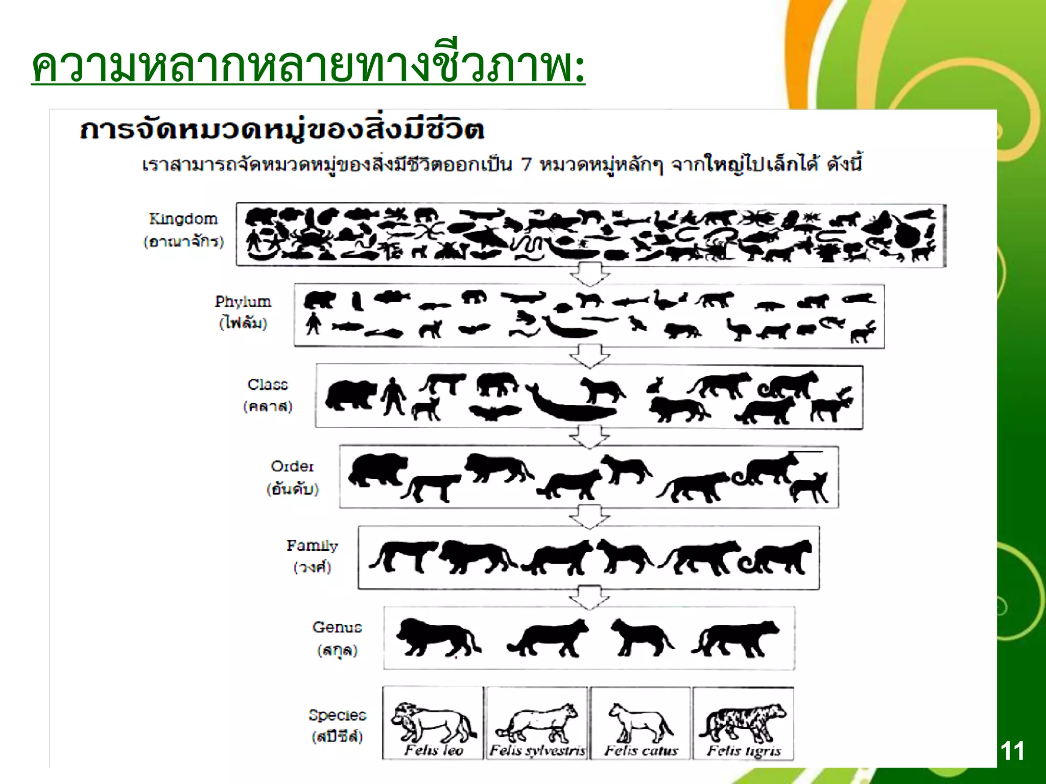 Free Powerpoint Templates
Page 11
ความหลากหลายทางชีวภาพ:
 