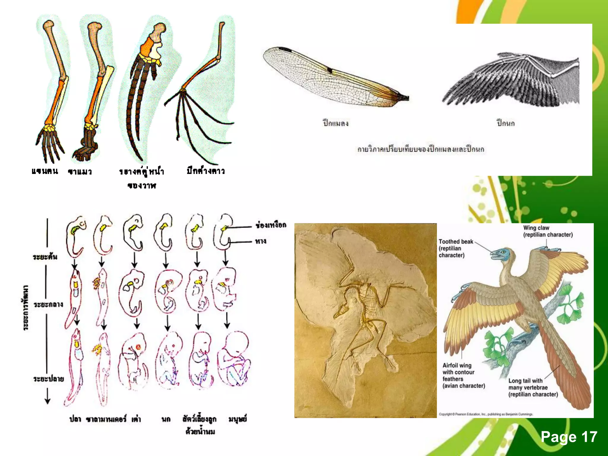 Free Powerpoint Templates
Page 17
 
