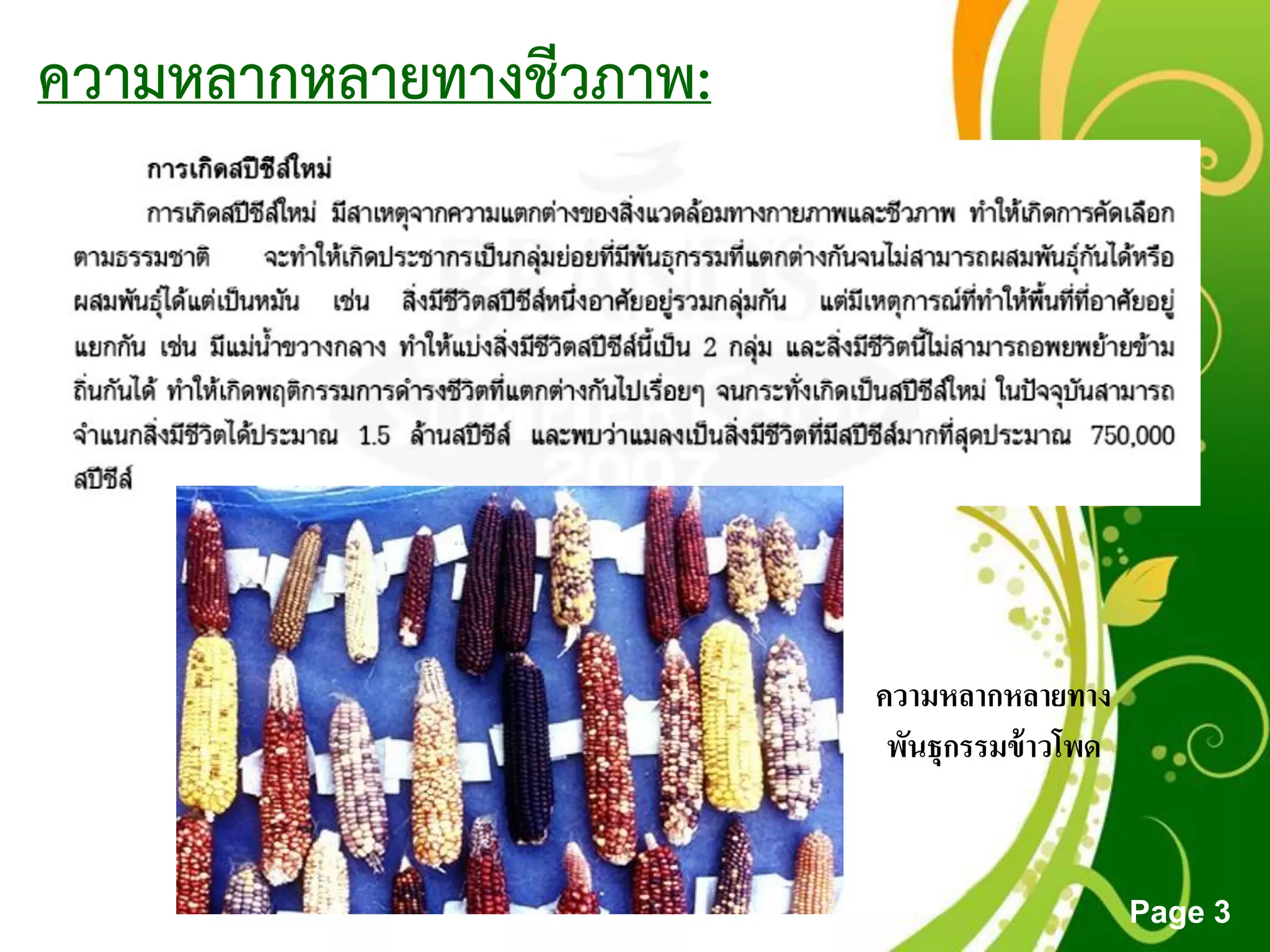 Free Powerpoint Templates
Page 3
ความหลากหลายทางชีวภาพ:
ความหลากหลายทาง
พันธุกรรมข้าวโพด
 