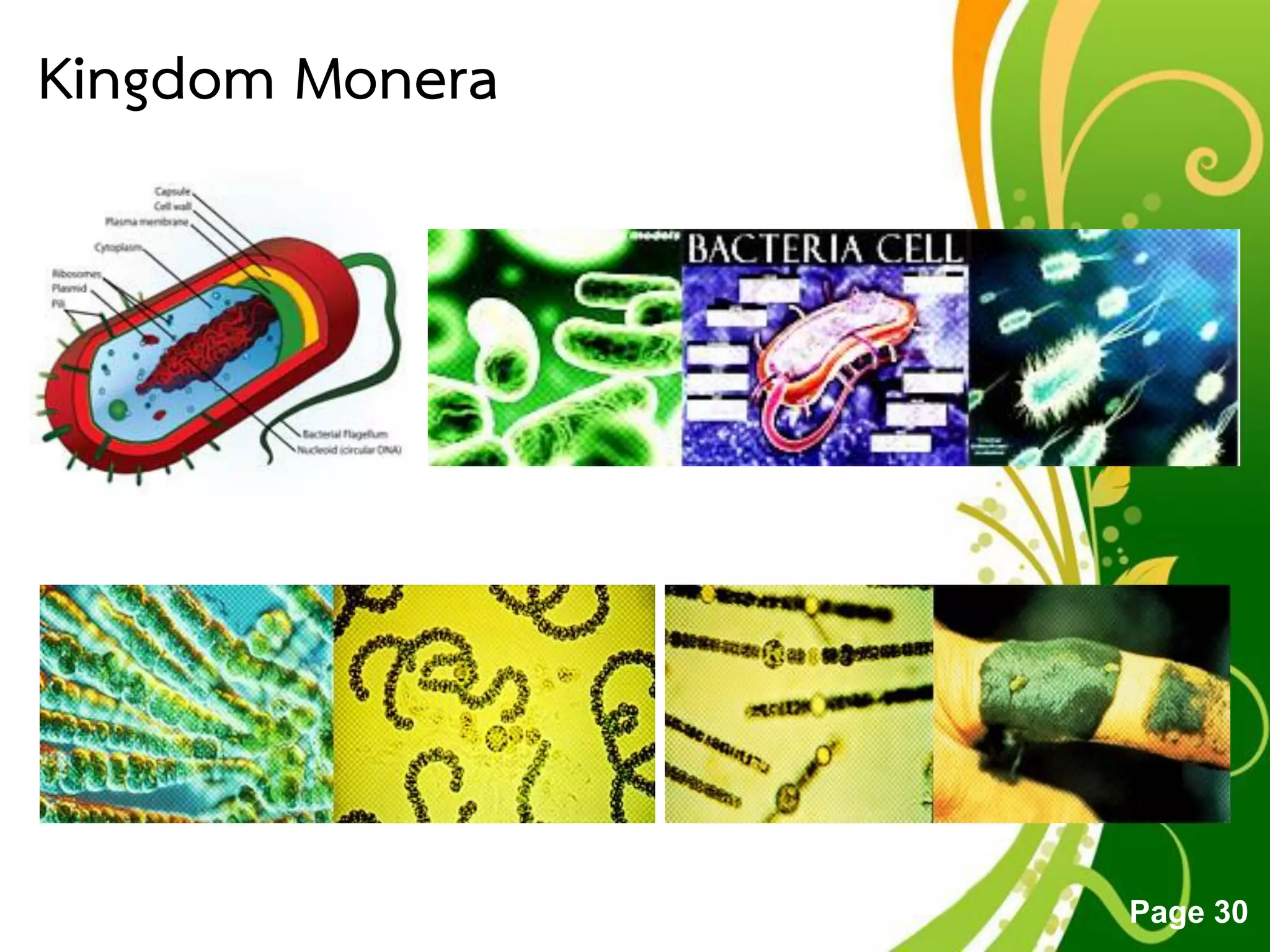 Free Powerpoint Templates
Page 30
Kingdom Monera
 