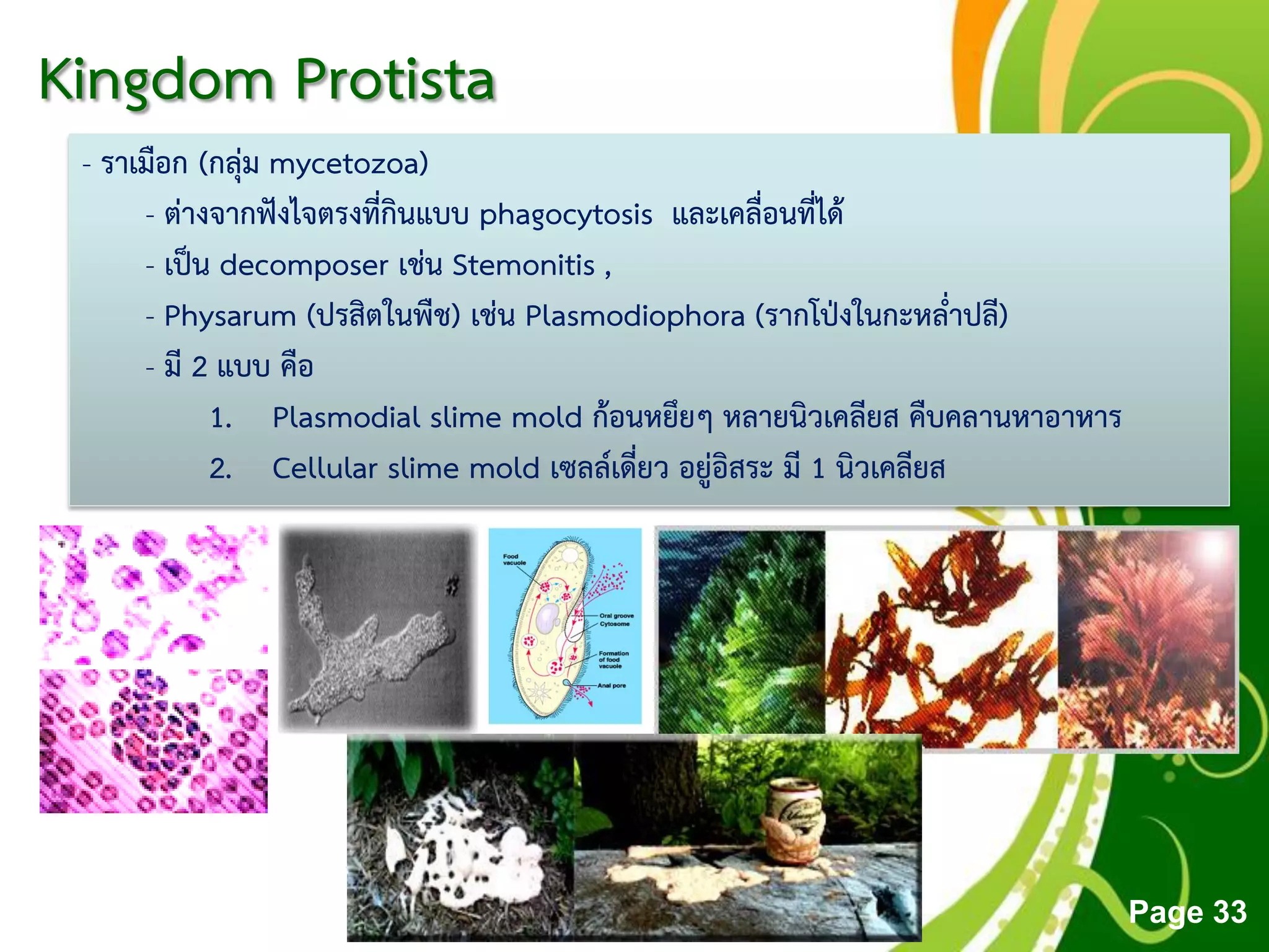 Free Powerpoint Templates
Page 33
Kingdom Protista
- ราเมือก (กลุ่ม mycetozoa)
- ต่างจากฟังไจตรงที่กินแบบ phagocytosis และเคลื่อนที่ได้
- เป็น decomposer เช่น Stemonitis ,
- Physarum (ปรสิตในพืช) เช่น Plasmodiophora (รากโป่งในกะหล่าปลี)
- มี 2 แบบ คือ
1. Plasmodial slime mold ก้อนหยึยๆ หลายนิวเคลียส คืบคลานหาอาหาร
2. Cellular slime mold เซลล์เดี่ยว อยู่อิสระ มี 1 นิวเคลียส
 