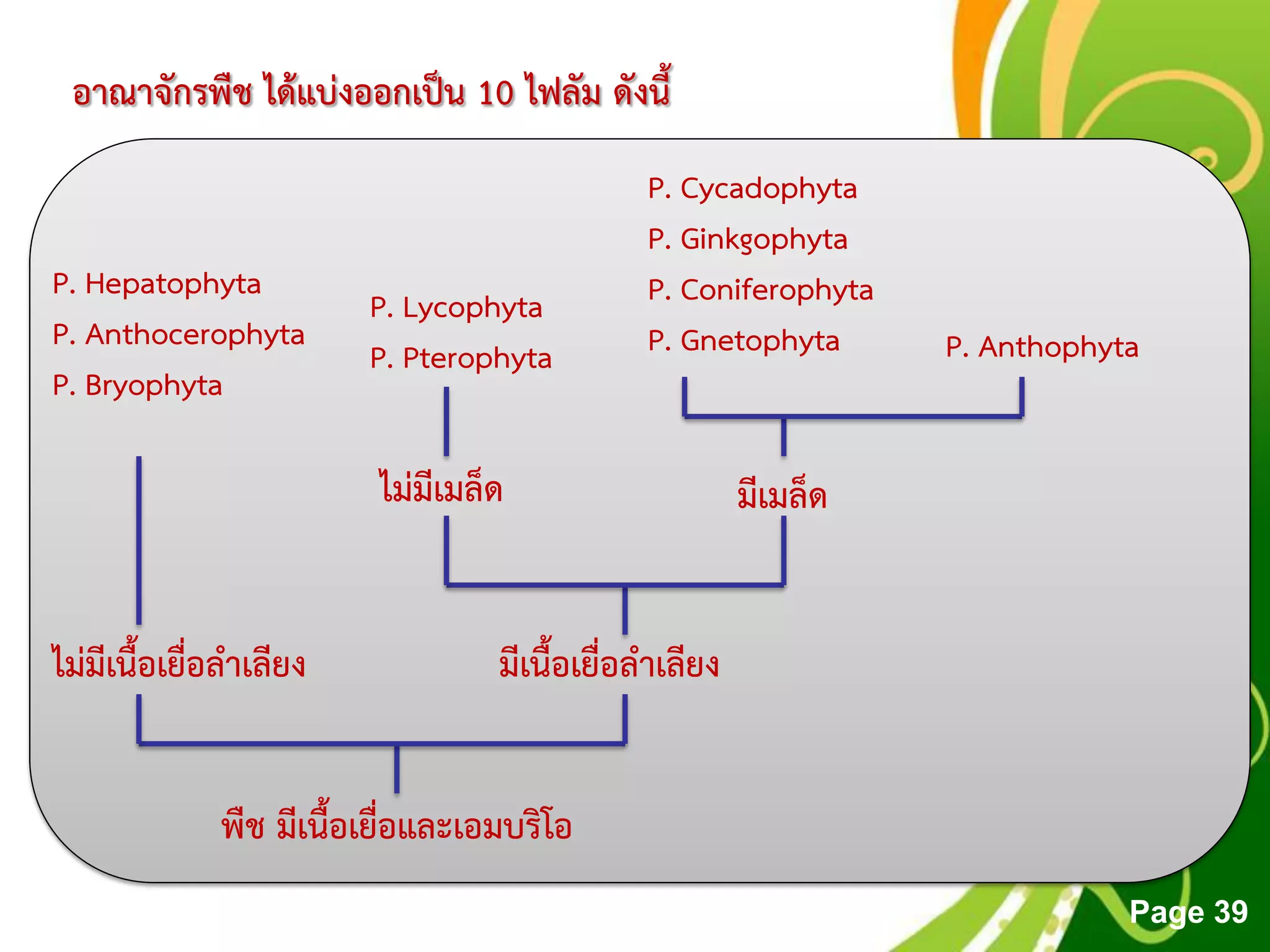 Free Powerpoint Templates
Page 39
อาณาจักรพืช ได้แบ่งออกเป็น 10 ไฟลัม ดังนี้
พืช มีเนื้อเยื่อและเอมบริโอ
ไม่มีเนื้อเยื่อลาเลียง มีเนื้อเยื่อลาเลียง
P. Hepatophyta
P. Anthocerophyta
P. Bryophyta
P. Lycophyta
P. Pterophyta
ไม่มีเมล็ด มีเมล็ด
P. Cycadophyta
P. Ginkgophyta
P. Coniferophyta
P. Gnetophyta P. Anthophyta
 