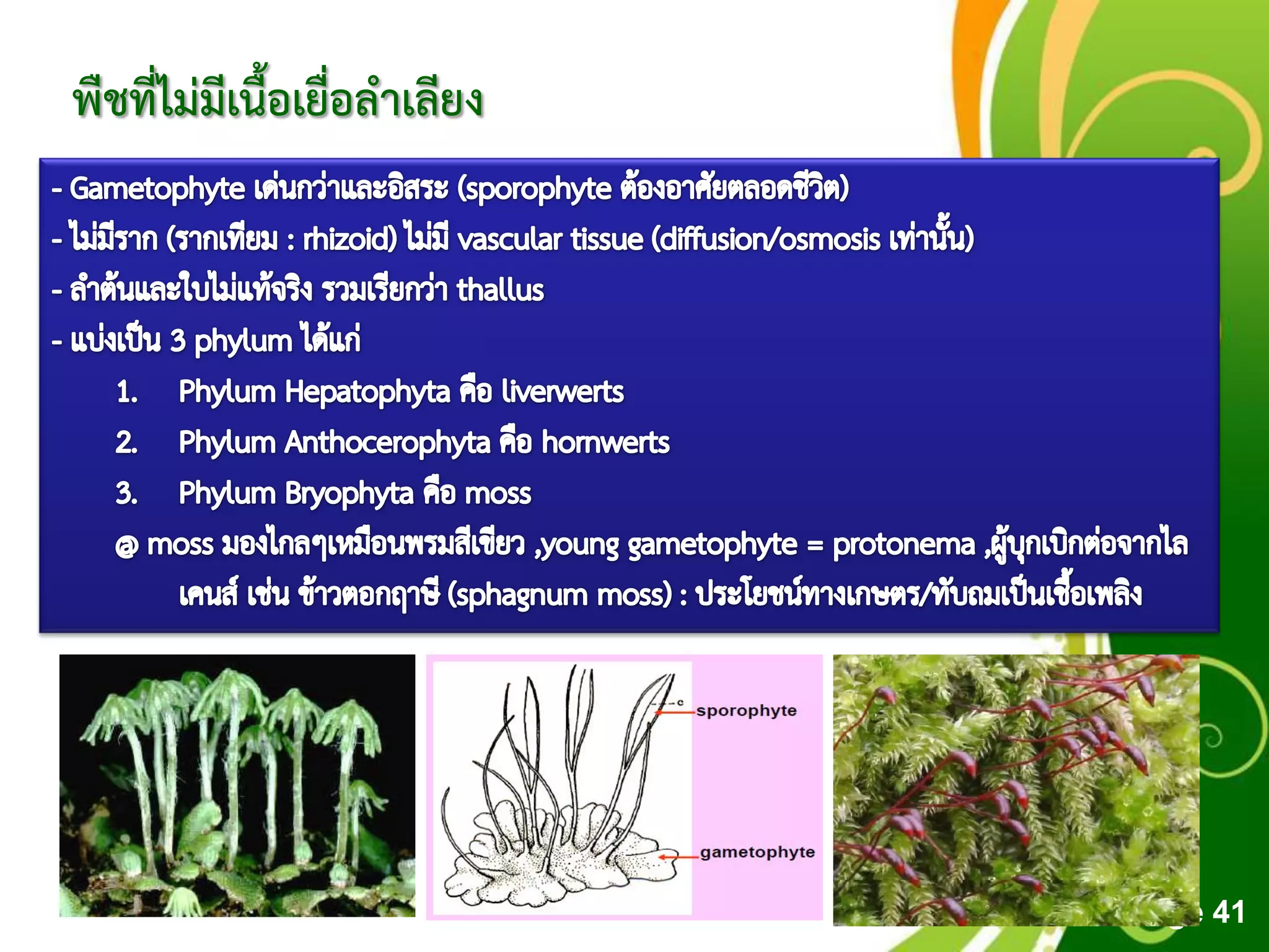 Free Powerpoint Templates
Page 41
พืชที่ไม่มีเนื้อเยื่อลาเลียง
 