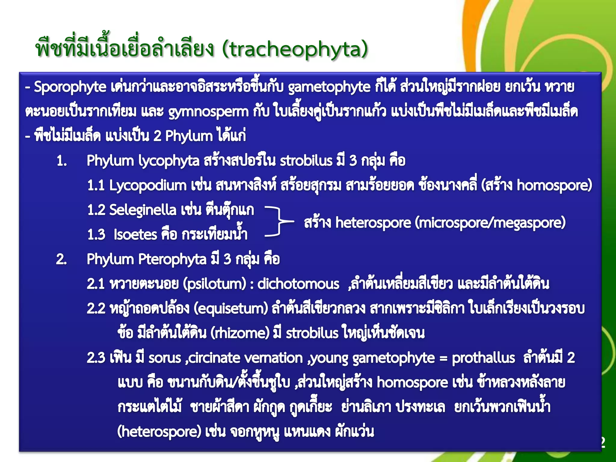 Free Powerpoint Templates
Page 42
พืชที่มีเนื้อเยื่อลาเลียง (tracheophyta)
 