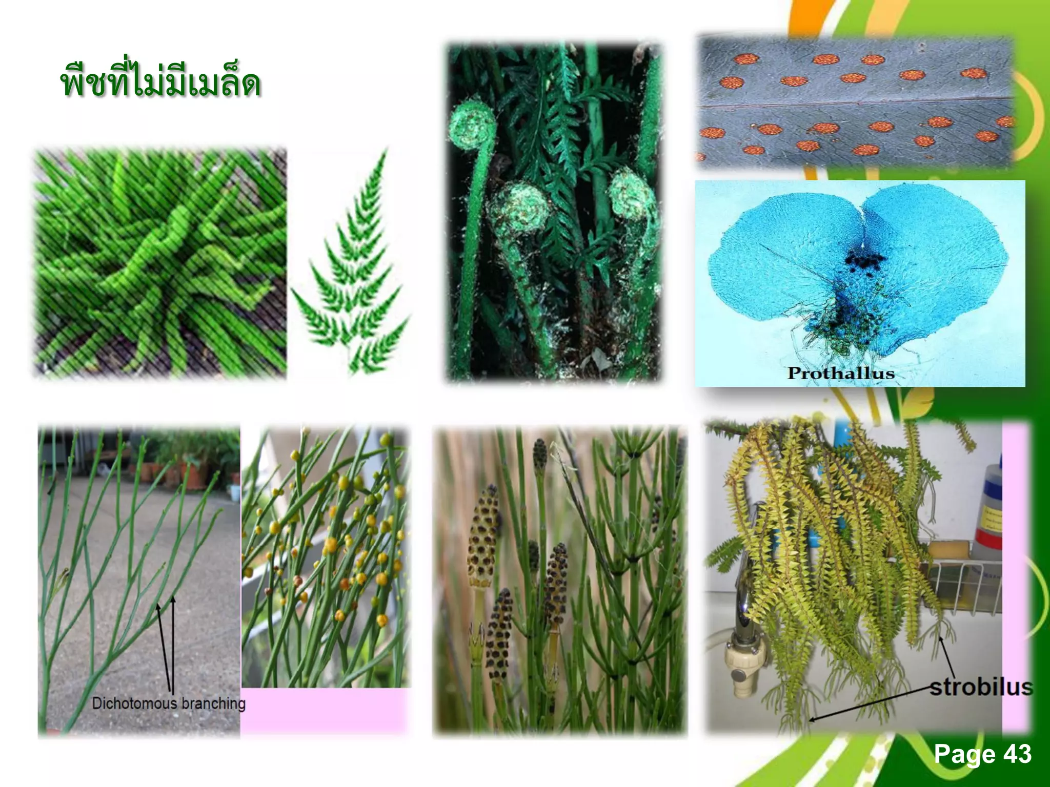 Free Powerpoint Templates
Page 43
พืชที่ไม่มีเมล็ด
 