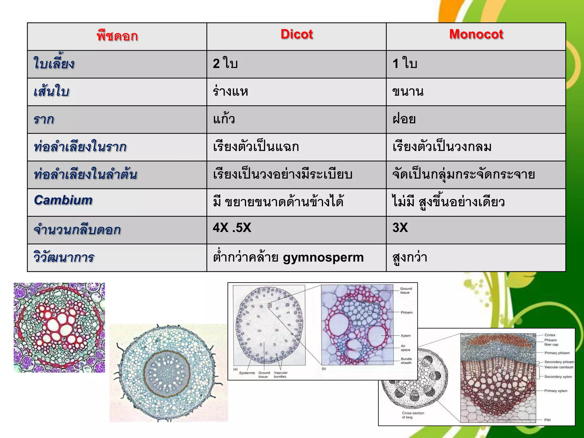 Free Powerpoint Templates
Page 45
พืชดอก Dicot Monocot
ใบเลี้ยง 2 ใบ 1 ใบ
เส้นใบ ร่างแห ขนาน
ราก แก้ว ฝอย
ท่อลาเลียงในราก เรียงตัวเป็นแฉก เรียงตัวเป็นวงกลม
ท่อลาเลียงในลาต้น เรียงเป็นวงอย่างมีระเบียบ จัดเป็นกลุ่มกระจัดกระจาย
Cambium มี ขยายขนาดด้านข้างได้ ไม่มี สูงขึ้นอย่างเดียว
จานวนกลีบดอก 4X .5X 3X
วิวัฒนาการ ต่ากว่าคล้าย gymnosperm สูงกว่า
 