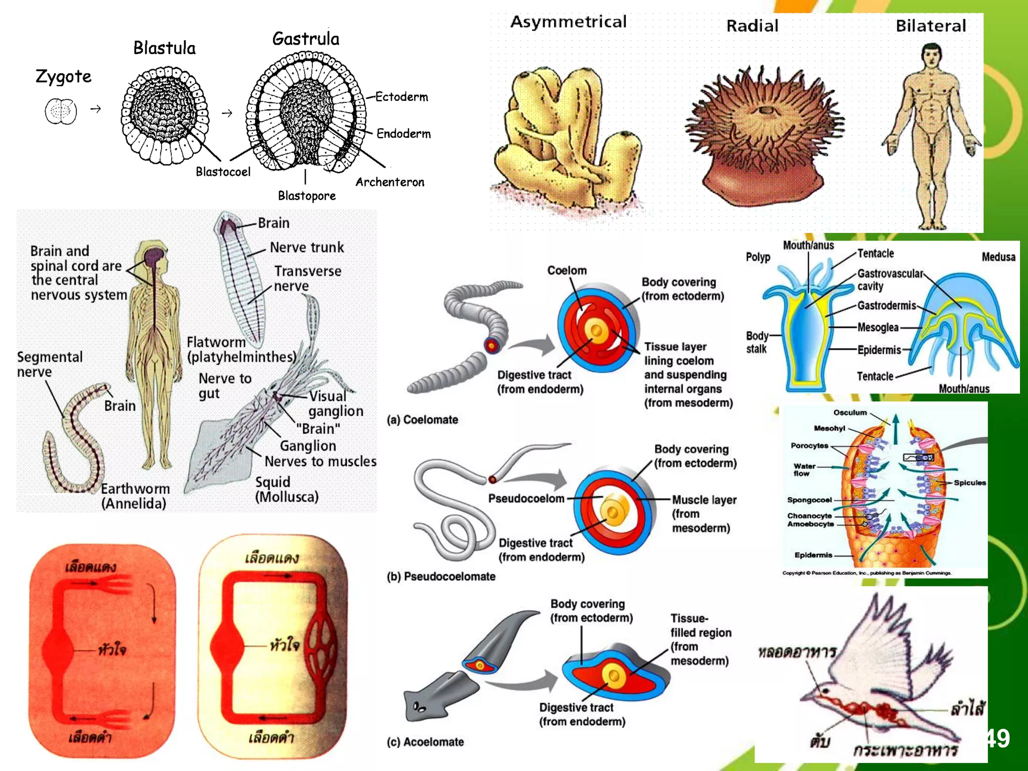 Free Powerpoint Templates
Page 49
 
