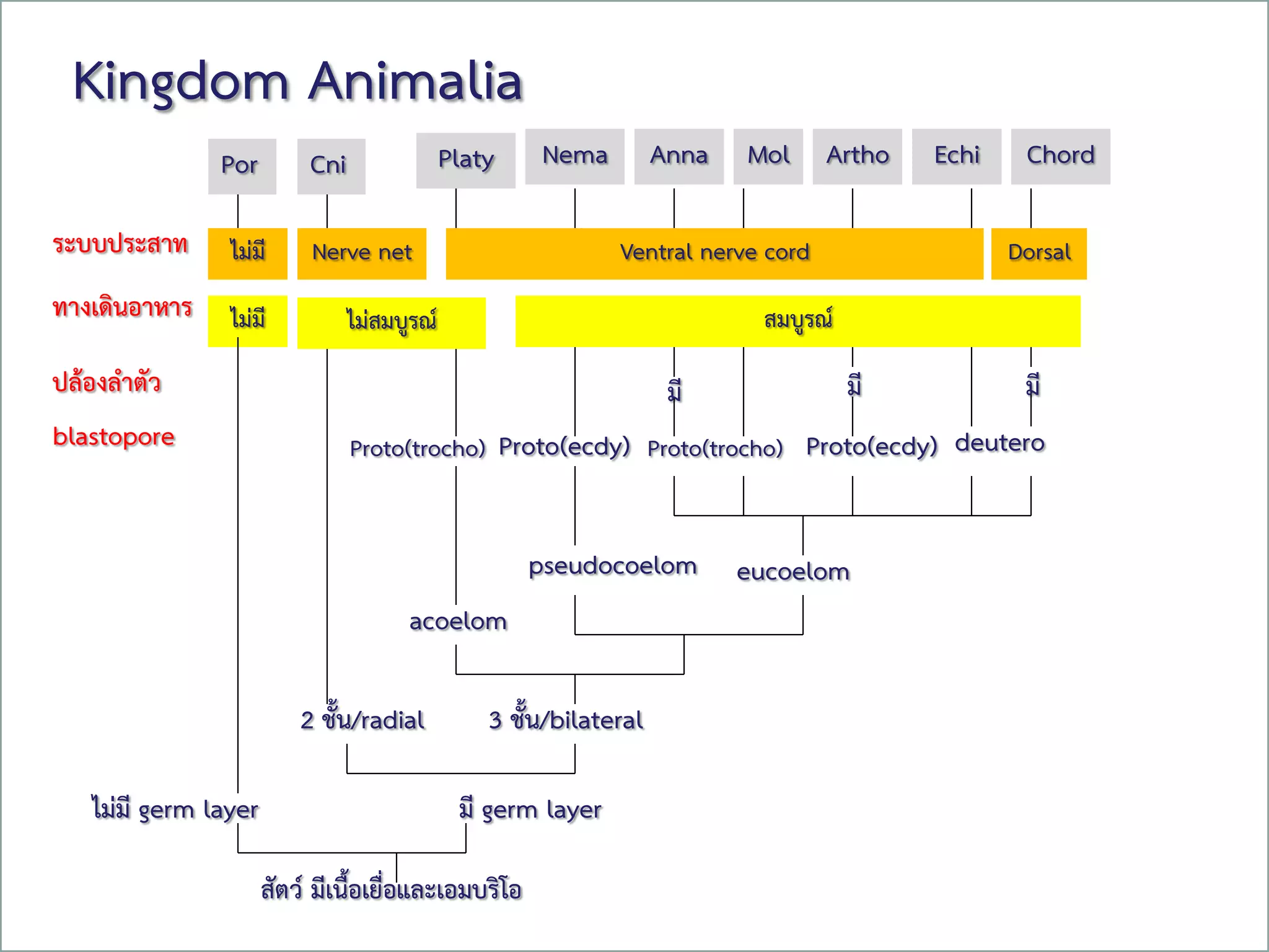 Free Powerpoint Templates
Page 50
Kingdom Animalia
มี germ layerไม่มี germ layer
สัตว์ มีเนื้อเยื่อและเอมบริโอ
2 ชั้น/radial 3 ชั้น/bilateral
acoelom
pseudocoelom eucoelom
blastopore
ปล้องลาตัว
ทางเดินอาหาร
ระบบประสาท
Proto(trocho) Proto(trocho) Proto(ecdy)Proto(ecdy) deutero
มีมีมี
ไม่มี ไม่สมบูรณ์ สมบูรณ์
ไม่มี Nerve net Ventral nerve cord Dorsal
Por Cni NemaPlaty Anna Mol Artho Echi Chord
 