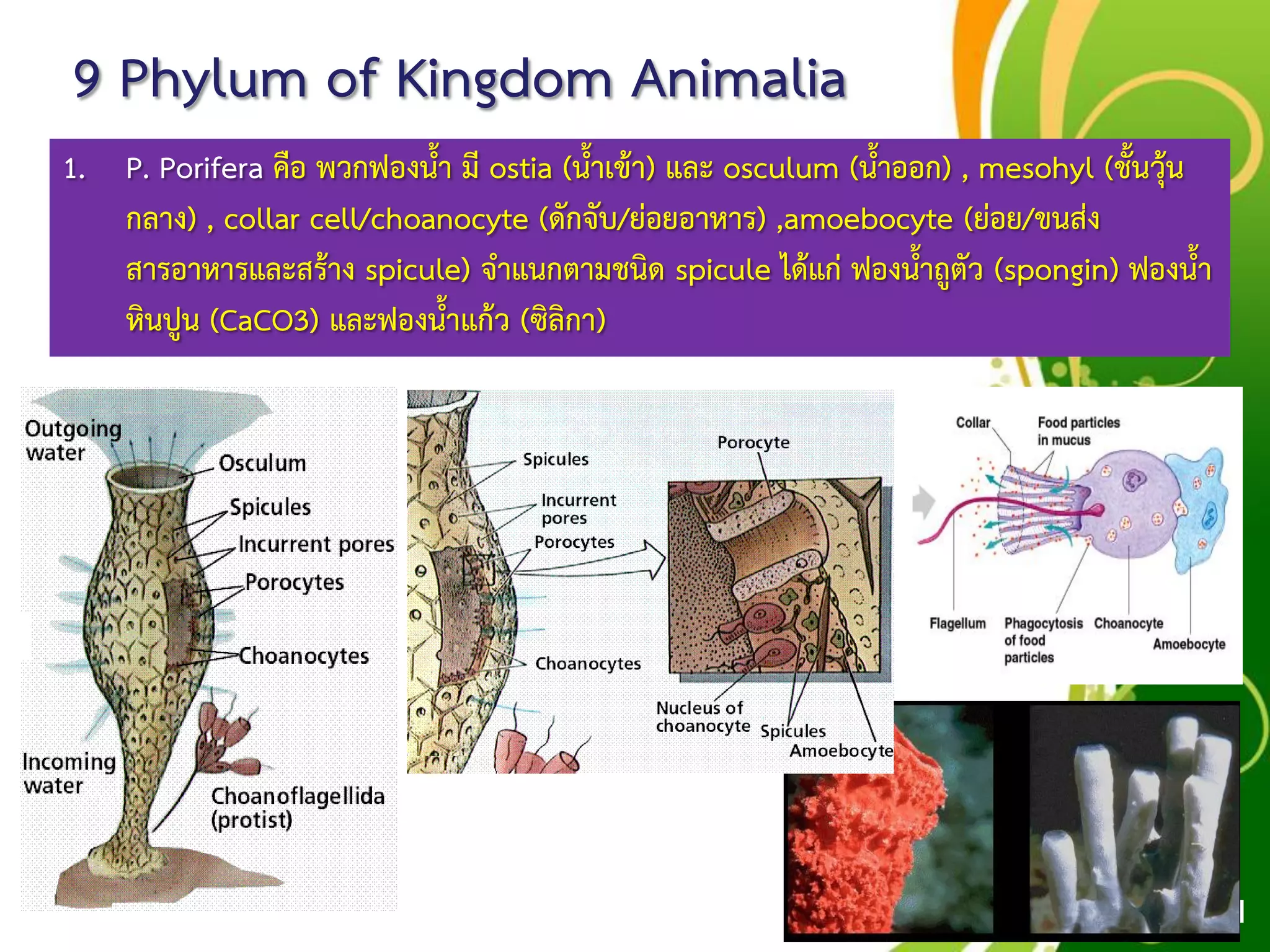 Free Powerpoint Templates
Page 51
9 Phylum of Kingdom Animalia
1. P. Porifera คือ พวกฟองน้า มี ostia (น้าเข้า) และ osculum (น้าออก) , mesohyl (ชั้นวุ้น
กลาง) , collar cell/choanocyte (ดักจับ/ย่อยอาหาร) ,amoebocyte (ย่อย/ขนส่ง
สารอาหารและสร้าง spicule) จาแนกตามชนิด spicule ได้แก่ ฟองน้าถูตัว (spongin) ฟองน้า
หินปูน (CaCO3) และฟองน้าแก้ว (ซิลิกา)
 