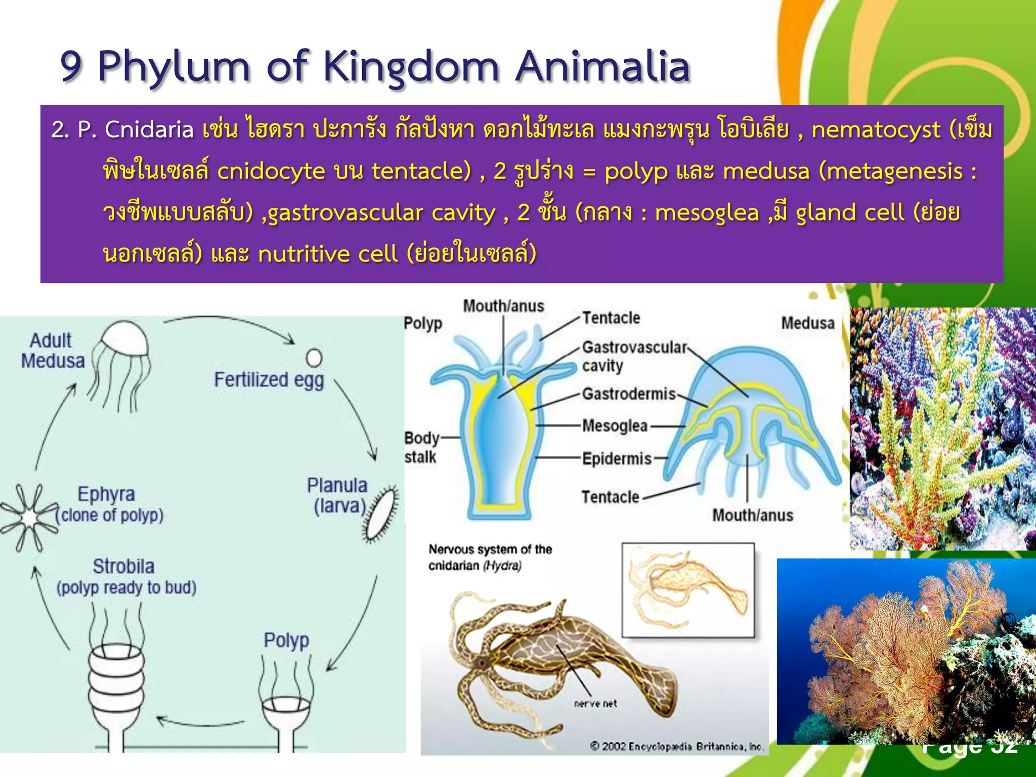 Free Powerpoint Templates
Page 52
9 Phylum of Kingdom Animalia
2. P. Cnidaria เช่น ไฮดรา ปะการัง กัลปังหา ดอกไม้ทะเล แมงกะพรุน โอบิเลีย , nematocyst (เข็ม
พิษในเซลล์ cnidocyte บน tentacle) , 2 รูปร่าง = polyp และ medusa (metagenesis :
วงชีพแบบสลับ) ,gastrovascular cavity , 2 ชั้น (กลาง : mesoglea ,มี gland cell (ย่อย
นอกเซลล์) และ nutritive cell (ย่อยในเซลล์)
 