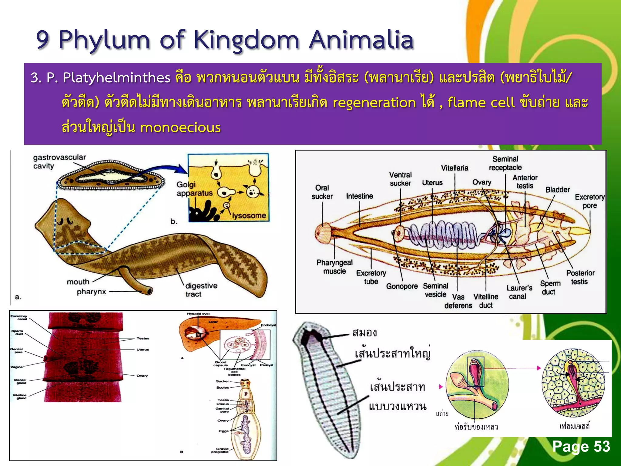 Free Powerpoint Templates
Page 53
9 Phylum of Kingdom Animalia
3. P. Platyhelminthes คือ พวกหนอนตัวแบน มีทั้งอิสระ (พลานาเรีย) และปรสิต (พยาธิใบไม้/
ตัวตืด) ตัวตืดไม่มีทางเดินอาหาร พลานาเรียเกิด regeneration ได้ , flame cell ขับถ่าย และ
ส่วนใหญ่เป็น monoecious
 