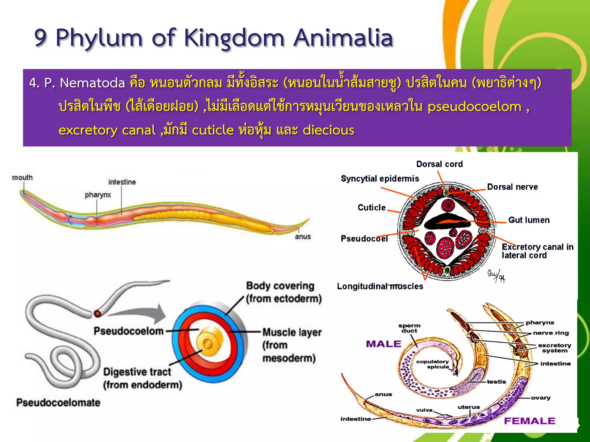 Free Powerpoint Templates
Page 54
9 Phylum of Kingdom Animalia
4. P. Nematoda คือ หนอนตัวกลม มีทั้งอิสระ (หนอนในน้าส้มสายชู) ปรสิตในคน (พยาธิต่างๆ)
ปรสิตในพืช (ไส้เดือยฝอย) ,ไม่มีเลือดแต่ใช้การหมุนเวียนของเหลวใน pseudocoelom ,
excretory canal ,มักมี cuticle ห่อหุ้ม และ diecious
 