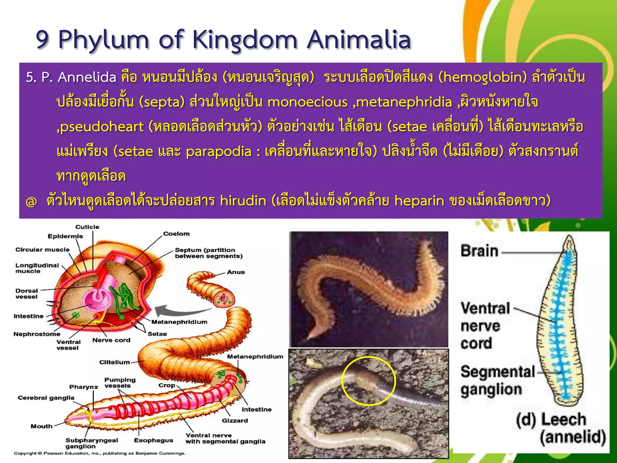 Free Powerpoint Templates
Page 55
9 Phylum of Kingdom Animalia
5. P. Annelida คือ หนอนมีปล้อง (หนอนเจริญสุด) ระบบเลือดปิดสีแดง (hemoglobin) ลาตัวเป็น
ปล้องมีเยื่อกั้น (septa) ส่วนใหญ่เป็น monoecious ,metanephridia ,ผิวหนังหายใจ
,pseudoheart (หลอดเลือดส่วนหัว) ตัวอย่างเช่น ไส้เดือน (setae เคลื่อนที่) ไส้เดือนทะเลหรือ
แม่เพรียง (setae และ parapodia : เคลื่อนที่และหายใจ) ปลิงน้าจืด (ไม่มีเดือย) ตัวสงกรานต์
ทากดูดเลือด
@ ตัวไหนดูดเลือดได้จะปล่อยสาร hirudin (เลือดไม่แข็งตัวคล้าย heparin ของเม็ดเลือดขาว)
 