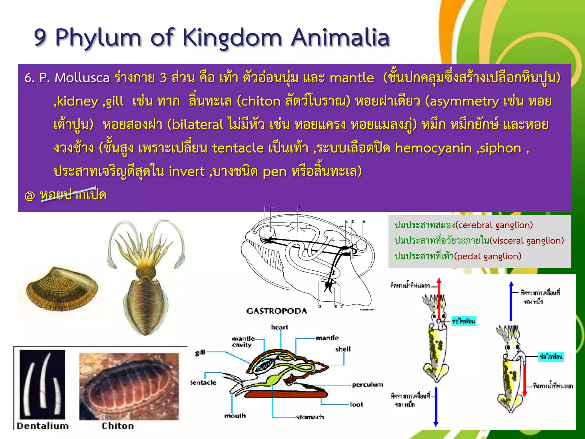 Free Powerpoint Templates
Page 56
9 Phylum of Kingdom Animalia
6. P. Mollusca ร่างกาย 3 ส่วน คือ เท้า ตัวอ่อนนุ่ม และ mantle (ชั้นปกคลุมซึ่งสร้างเปลือกหินปูน)
,kidney ,gill เช่น ทาก ลิ่นทะเล (chiton สัตว์โบราณ) หอยฝาเดียว (asymmetry เช่น หอย
เต้าปูน) หอยสองฝา (bilateral ไม่มีหัว เช่น หอยแครง หอยแมลงภู่) หมึก หมึกยักษ์ และหอย
งวงช้าง (ชั้นสูง เพราะเปลี่ยน tentacle เป็นเท้า ,ระบบเลือดปิด hemocyanin ,siphon ,
ประสาทเจริญดีสุดใน invert ,บางชนิด pen หรือลิ้นทะเล)
@ หอยปากเป็ด
ปมประสาทสมอง(cerebral ganglion)
ปมประสาทที่อวัยวะภายใน(visceral ganglion)
ปมประสาทที่เท้า(pedal ganglion)
 