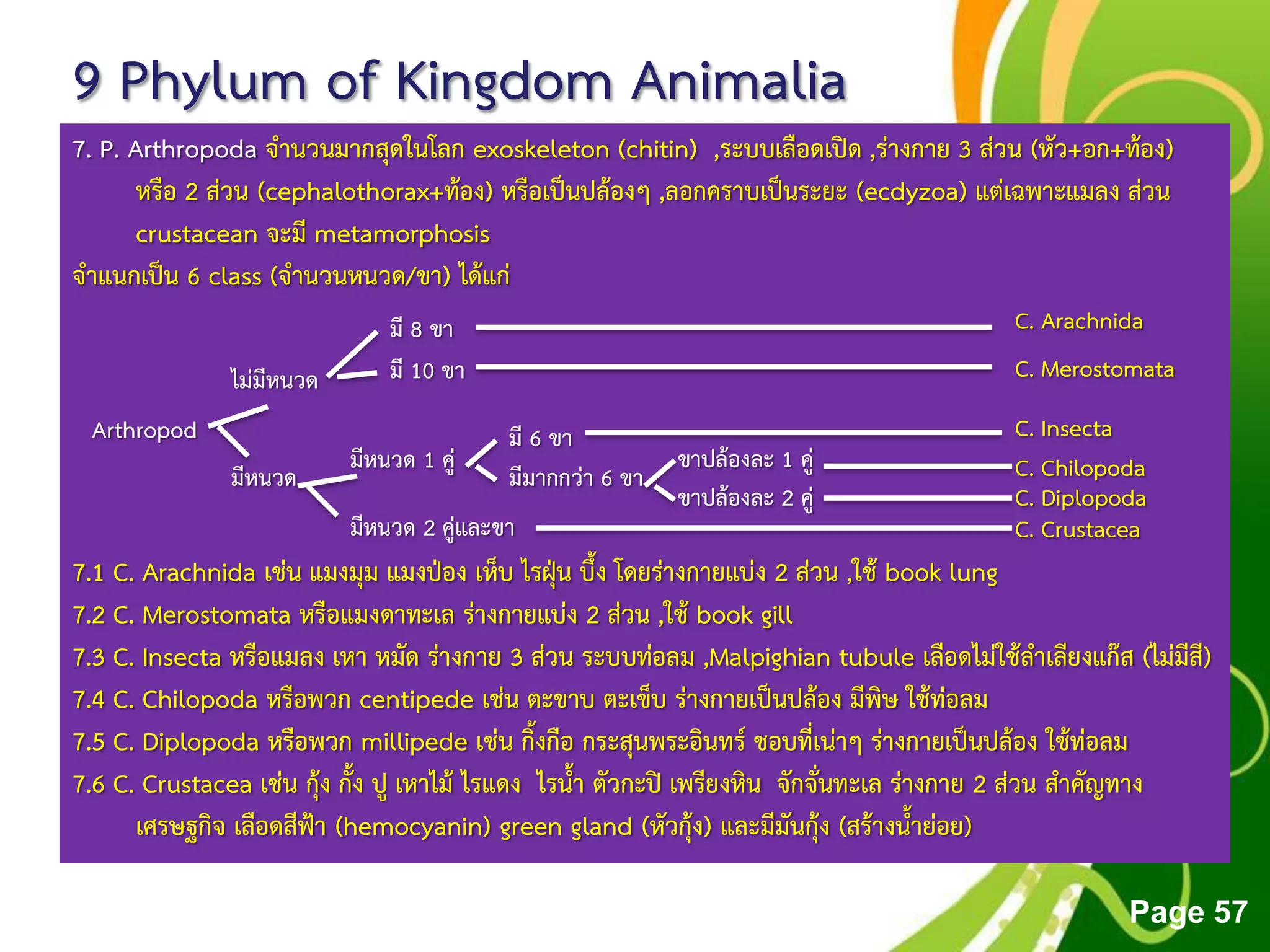Free Powerpoint Templates
Page 57
9 Phylum of Kingdom Animalia
7. P. Arthropoda จานวนมากสุดในโลก exoskeleton (chitin) ,ระบบเลือดเปิด ,ร่างกาย 3 ส่วน (หัว+อก+ท้อง)
หรือ 2 ส่วน (cephalothorax+ท้อง) หรือเป็นปล้องๆ ,ลอกคราบเป็นระยะ (ecdyzoa) แต่เฉพาะแมลง ส่วน
crustacean จะมี metamorphosis
จาแนกเป็น 6 class (จานวนหนวด/ขา) ได้แก่
7.1 C. Arachnida เช่น แมงมุม แมงป่อง เห็บ ไรฝุ่น บึ้ง โดยร่างกายแบ่ง 2 ส่วน ,ใช้ book lung
7.2 C. Merostomata หรือแมงดาทะเล ร่างกายแบ่ง 2 ส่วน ,ใช้ book gill
7.3 C. Insecta หรือแมลง เหา หมัด ร่างกาย 3 ส่วน ระบบท่อลม ,Malpighian tubule เลือดไม่ใช้ลาเลียงแก๊ส (ไม่มีสี)
7.4 C. Chilopoda หรือพวก centipede เช่น ตะขาบ ตะเข็บ ร่างกายเป็นปล้อง มีพิษ ใช้ท่อลม
7.5 C. Diplopoda หรือพวก millipede เช่น กิ้งกือ กระสุนพระอินทร์ ชอบที่เน่าๆ ร่างกายเป็นปล้อง ใช้ท่อลม
7.6 C. Crustacea เช่น กุ้ง กั้ง ปู เหาไม้ ไรแดง ไรน้า ตัวกะปิ เพรียงหิน จักจั่นทะเล ร่างกาย 2 ส่วน สาคัญทาง
เศรษฐกิจ เลือดสีฟ้า (hemocyanin) green gland (หัวกุ้ง) และมีมันกุ้ง (สร้างน้าย่อย)
Arthropod
ไม่มีหนวด
มีหนวด
มีหนวด 2 คู่และขา
มีหนวด 1 คู่
มี 8 ขา
มี 10 ขา
มี 6 ขา
มีมากกว่า 6 ขา
ขาปล้องละ 1 คู่
ขาปล้องละ 2 คู่
C. Arachnida
C. Merostomata
C. Insecta
C. Chilopoda
C. Diplopoda
C. Crustacea
 