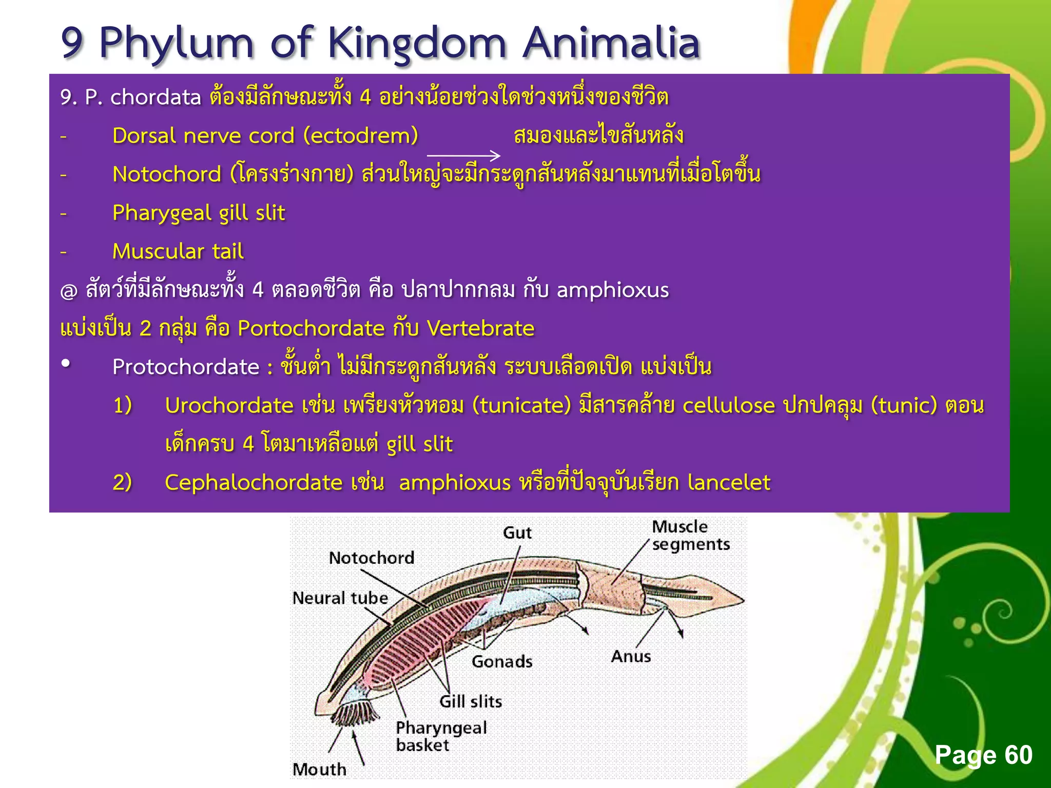 Free Powerpoint Templates
Page 60
9 Phylum of Kingdom Animalia
9. P. chordata ต้องมีลักษณะทั้ง 4 อย่างน้อยช่วงใดช่วงหนึ่งของชีวิต
- Dorsal nerve cord (ectodrem) สมองและไขสันหลัง
- Notochord (โครงร่างกาย) ส่วนใหญ่จะมีกระดูกสันหลังมาแทนที่เมื่อโตขึ้น
- Pharygeal gill slit
- Muscular tail
@ สัตว์ที่มีลักษณะทั้ง 4 ตลอดชีวิต คือ ปลาปากกลม กับ amphioxus
แบ่งเป็น 2 กลุ่ม คือ Portochordate กับ Vertebrate
• Protochordate : ชั้นต่า ไม่มีกระดูกสันหลัง ระบบเลือดเปิด แบ่งเป็น
1) Urochordate เช่น เพรียงหัวหอม (tunicate) มีสารคล้าย cellulose ปกปคลุม (tunic) ตอน
เด็กครบ 4 โตมาเหลือแต่ gill slit
2) Cephalochordate เช่น amphioxus หรือที่ปัจจุบันเรียก lancelet
 