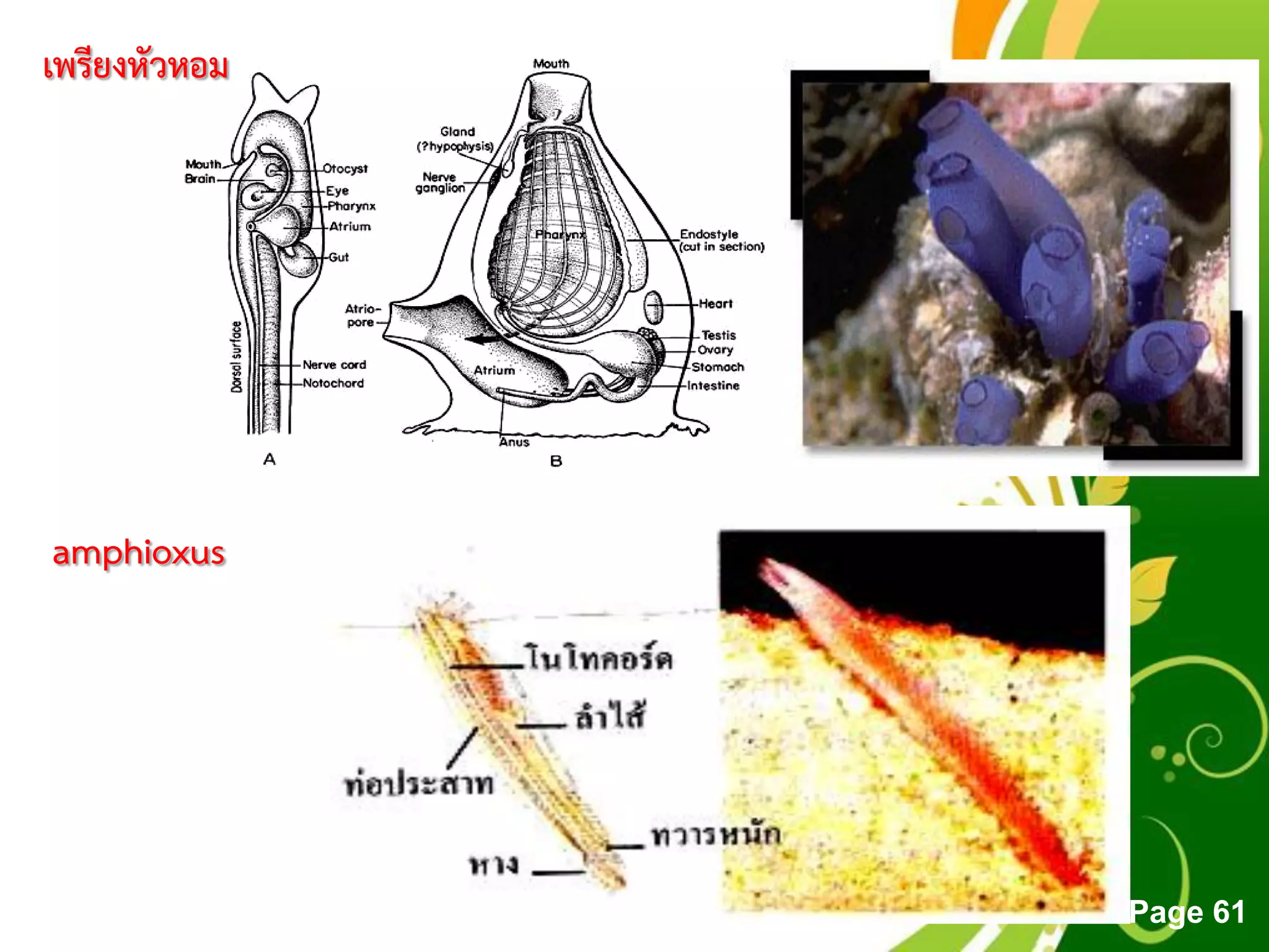 Free Powerpoint Templates
Page 61
เพรียงหัวหอม
amphioxus
 
