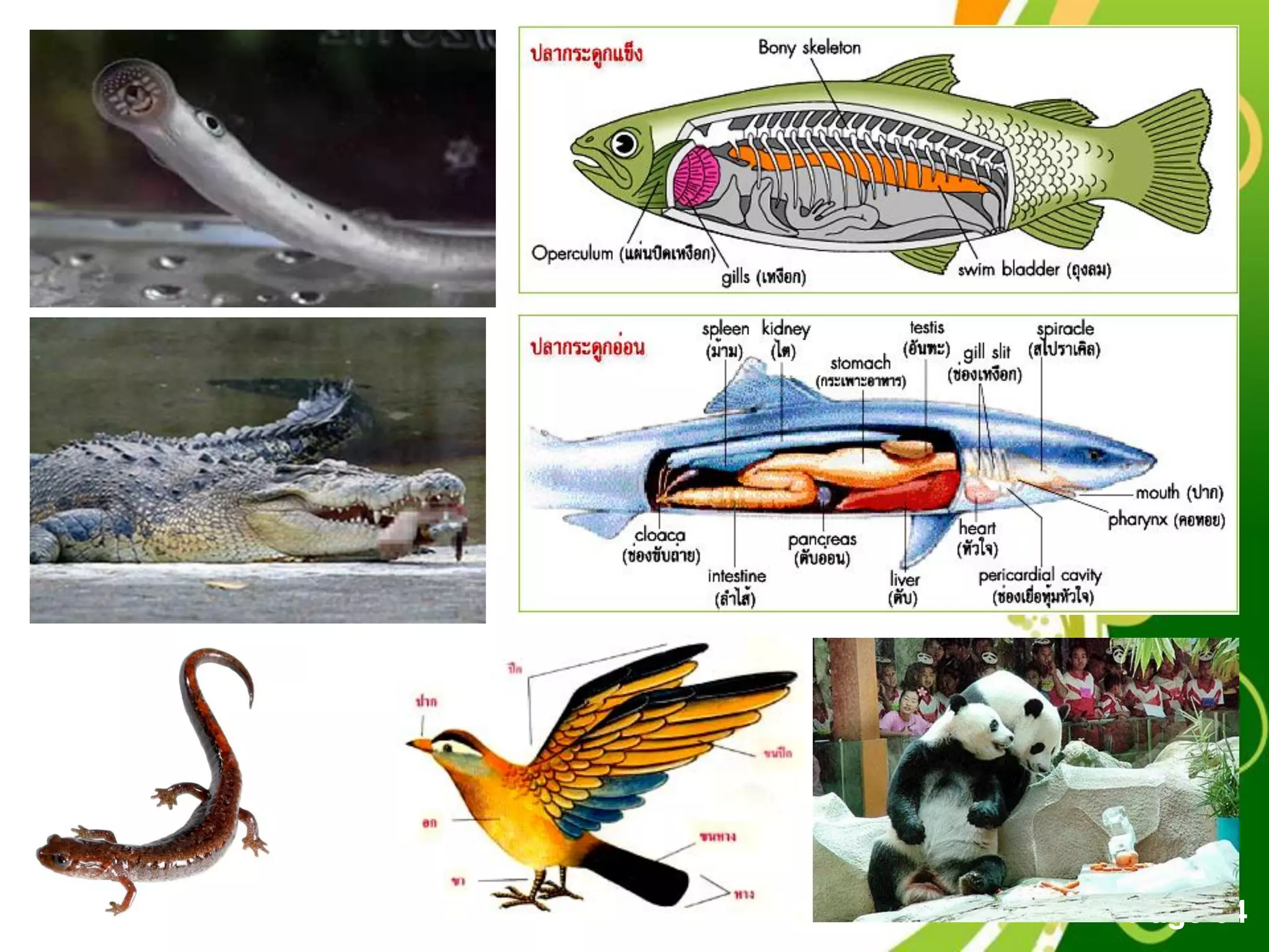 Free Powerpoint Templates
Page 64
 