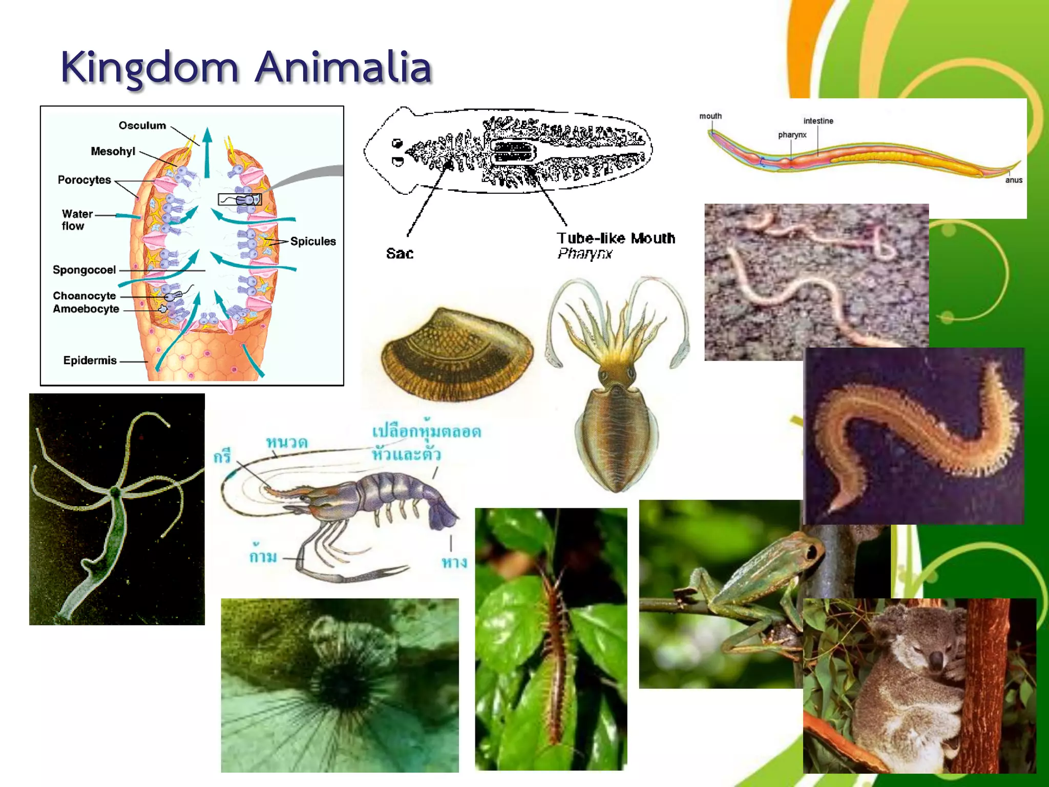 Free Powerpoint Templates
Page 67
Kingdom Animalia
 
