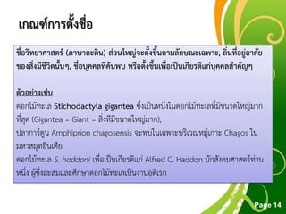 Free Powerpoint Templates
Page 14
เกณฑ์การตั้งชื่อ
ชื่อวิทยาศาสตร์ (ภาษาละติน) ส่วนใหญ่จะตั้งขึ้นตามลักษณะเฉพาะ, ถิ่นที่อยู่อาศัย
ของสิ่งมีชีวิตนั้นๆ, ชื่อบุคคลที่ค้นพบ หรือตั้งขึ้นเพื่อเป็นเกียรติแก่บุคคลสาคัญๆ
ตัวอย่างเช่น
ดอกไม้ทะเล Stichodactyla gigantea ซึ่งเป็นหนึ่งในดอกไม้ทะเลที่มีขนาดใหญ่มาก
ที่สุด (Gigantea = Giant = สิ่งทีมีขนาดใหญ่มาก),
ปลาการ์ตูน Amphiprion chagosensis จะพบในเฉพาะบริเวณหมู่เกาะ Chagos ใน
มหาสมุทอินเดีย
ดอกไม้ทะเล S. haddoni เพื่อเป็นเกียรติแก่ Alfred C. Haddon นักสังคมศาสตร์ท่าน
หนึ่ง ผู้ซึ่งสะสมและศึกษาดอกไม้ทะเลเป็นงานอดิเรก
 