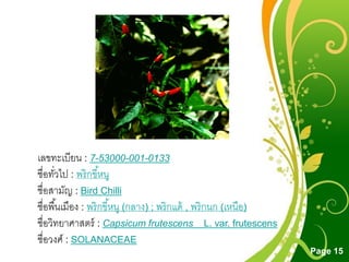 Free Powerpoint Templates
Page 15
เลขทะเบียน : 7-53000-001-0133
ชื่อทั่วไป : พริกขี้หนู
ชื่อสามัญ : Bird Chilli
ชื่อพื้นเมือง : พริกขี้หนู (กลาง) ; พริกแด้ , พริกนก (เหนือ)
ชื่อวิทยาศาสตร์ : Capsicum frutescens L. var. frutescens
ชื่อวงศ์ : SOLANACEAE
 