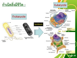 Free Powerpoint Templates
Page 20
กาเนิดสิ่งมีชีวิต :
Prokaryote
Eukaryote
Symbiosis
 