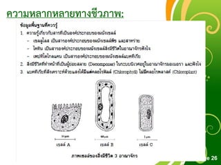 Free Powerpoint Templates
Page 26
ความหลากหลายทางชีวภาพ:
 